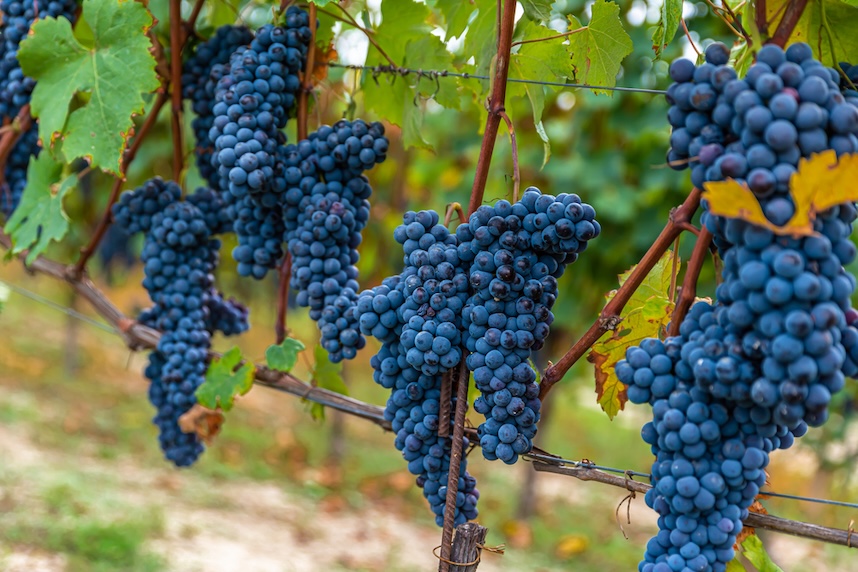 Vino Barbaresco DOCG